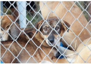 Pescara. Canile, un mecenate ha offerto un terreno per rifugio.