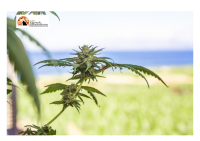Guardia di Finanza: “campagna sorvoli” in Albania, distrutte 106.894 piante di cannabis