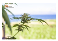 Guardia di Finanza: “campagna sorvoli” in Albania, distrutte 106.894 piante di cannabis