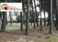 pineta di Montesilvano
