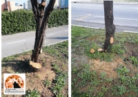 alberi su via Maresca