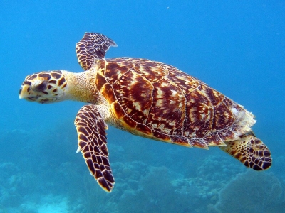 Inquinamento. Chica, Tartaruga di mare in via di estinzione salvata da tumore