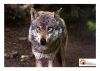 Orsi e Lupi. Non è escluso un via libera per abbattimento. Animalisti: i numeri sono surrettizi.