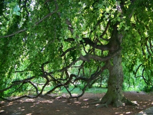 Val Cervara, c'è la faggeta più antica d’Europa. Ora patrimonio umanità