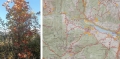 il fogliame autunnale