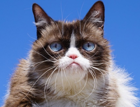 Addio Grampy cat