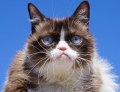 Addio Grampy cat