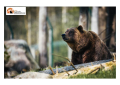 Jj4, Brambilla: Romania la ospita a 'Libearty Sanctuary' oppure costruire rifugio simile in Trentino.