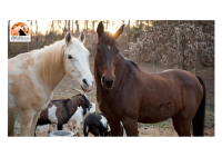 Lazio, animalisti denunciano abbattimenti: sono animali domestici inselvatichiti.
