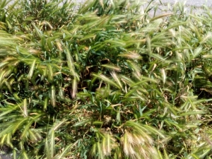 Montesilvano/Manutenzione del verde, gli interventi della settimana
