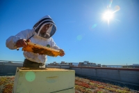 Api, impazza la coltivazione del miele di balcone dopo orti urbani