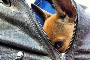 "Dognapping"  in Italia: aumentano i rapimenti di cani. Bersaglio preferito gli animali di razza.
