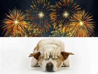 Montesilvano. FischiaBotti nonostante ordinanza disorientano cani. Volontari al lavoro.