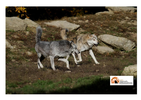 Strage di lupi, “Chi avvelena il Parco avvelena anche noi”, la rabbia degli allevatori di Confagricoltura