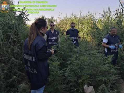 Molise. 3.900 piante di Marjiuana pronte per la raccolta delle infiorescenze