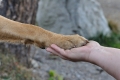 Covid19. Ministero salute: non lavare zampe degli animali con varechina!