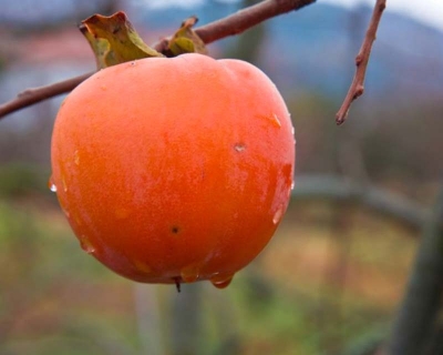Kaki (o Cachi), il pomo dalle sette virtù