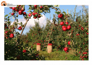 Abruzzo/bollette. Consorzi di Bonifica: Le elezioni rinviate al 30/11/2023