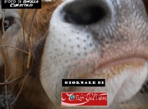 GUERRA DEL LATTE BLITZ ALLEVATORI ALL’ANTITRUST