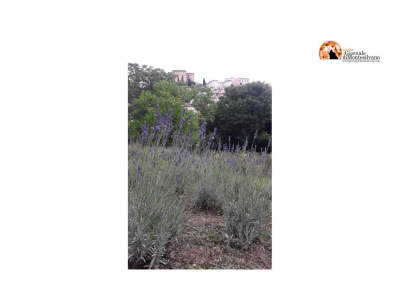 Loreto Aprutino, incontro per conoscere le piante aromatiche e officinali