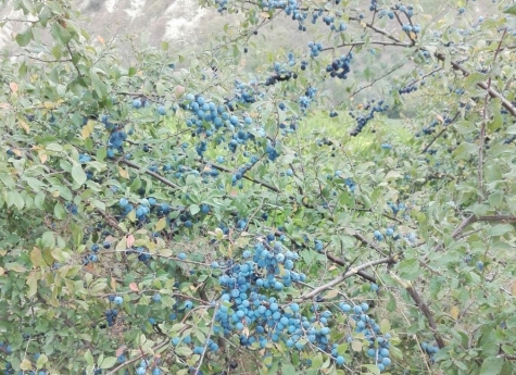 prugnolo selvatico in natura