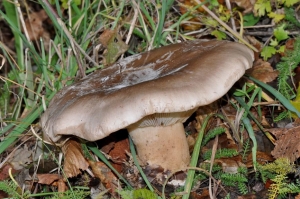 Clitocybe nebularis (Batsch) P. Kumm.
