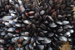 USA, cozze "positive" agli oppiacei.