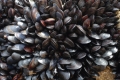 USA, cozze "positive" agli oppiacei.