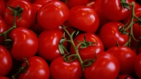 Allarme Coldiretti, +680% import pomodoro da Cina