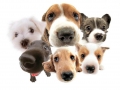 Cepagatti/Randagismo, "regolarizzata la posizione di oltre 70 cani"