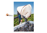 Vendemmia 2024. Qualità ma nuovo calo di produzione
