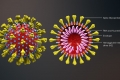 Coronavirus in Italia, quasi 25mila i casi totali