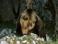 L'orso marsicano