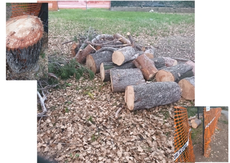 oltre 200 alberi tagliati in due anni