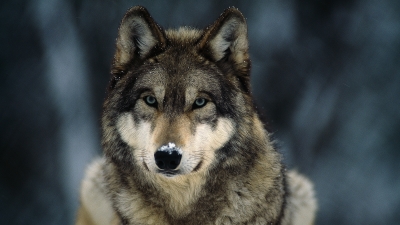 WWF: “Salvare il lupo: insieme è possibile”