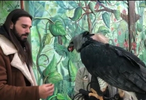 Rapaci: il progetto di un falconiere abruzzese in America