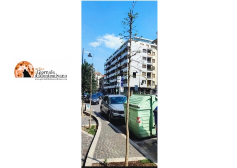 Moria di alberi in Corso Vittorio a Pescara.