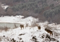 Abruzzo/Piano di gestione del lupo,: “No ad interventi spot”