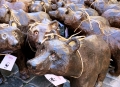 Montecitorio. Flash mob per salvare l'Orso Marsicano.